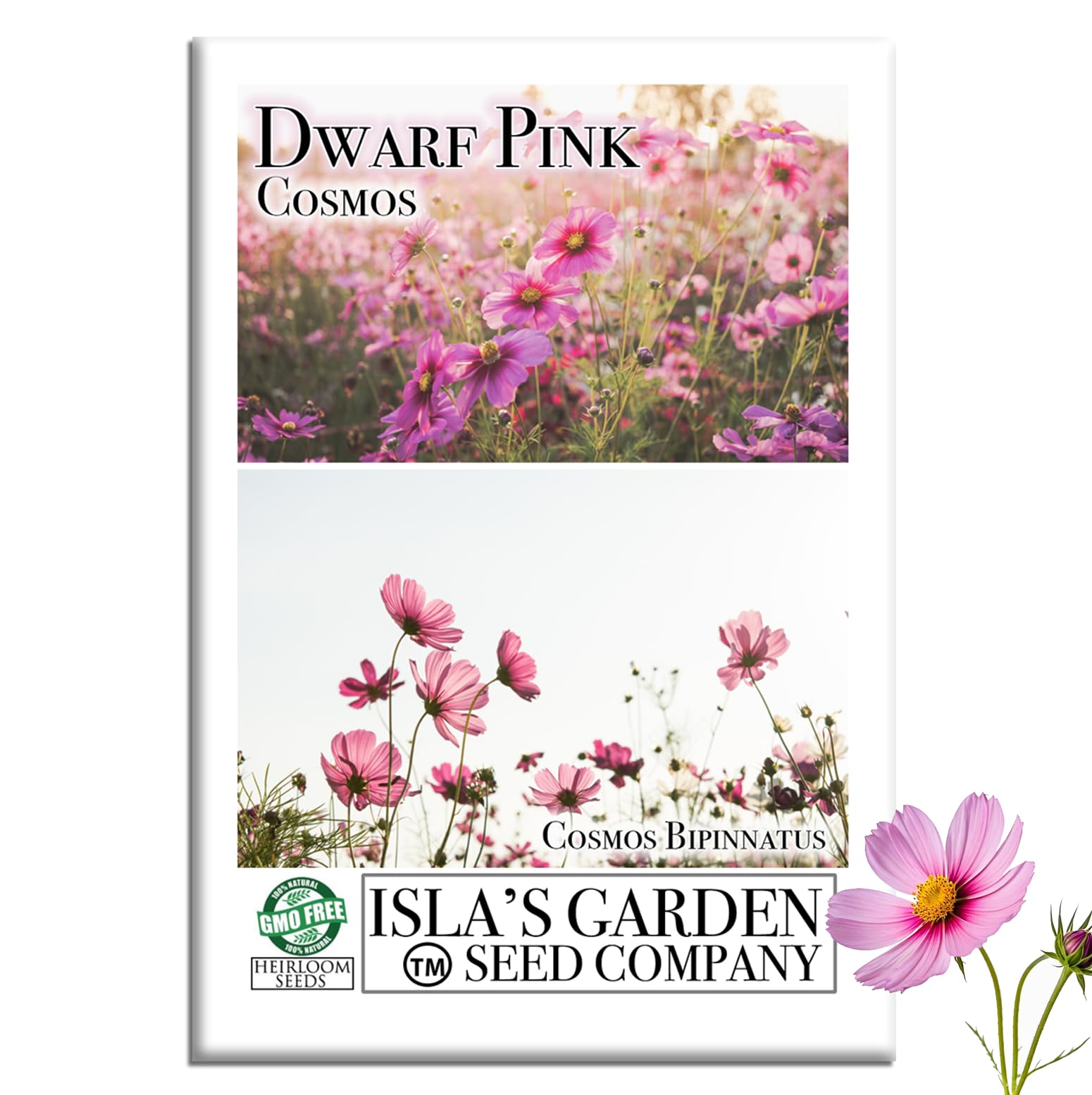 Amazon.com : Dwarf Pink Cosmos Flower Seeds for Planting, 500+